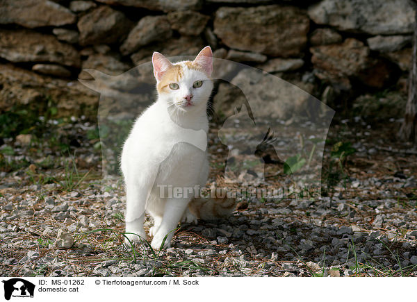 Hauskatze / domestic cat / MS-01262