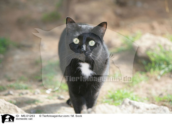 Hauskatze / domestic cat / MS-01263