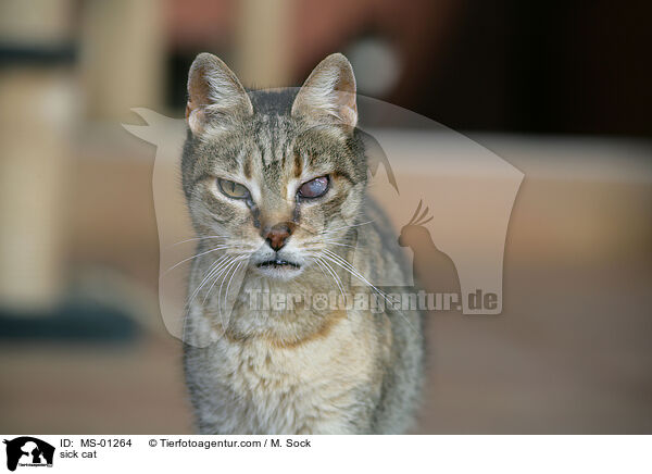 kranke Katze / sick cat / MS-01264