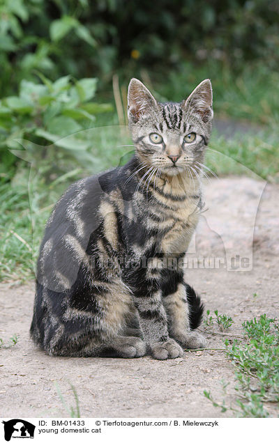 young domestic cat / BM-01433