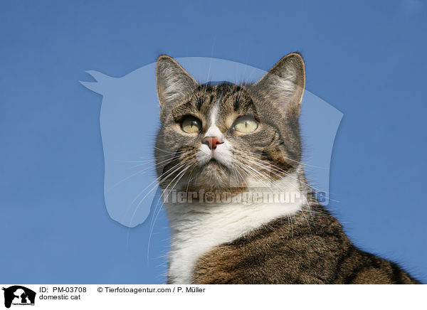 domestic cat / PM-03708