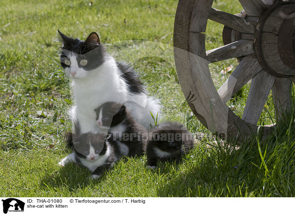 Ktzin mit Ktzchen / she-cat with kitten / THA-01080