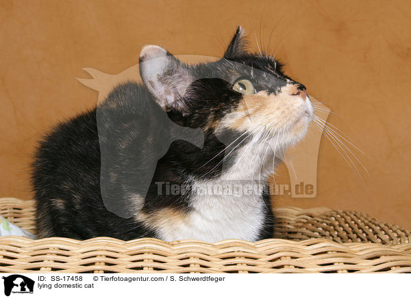 liegende Hauskatze / lying domestic cat / SS-17458