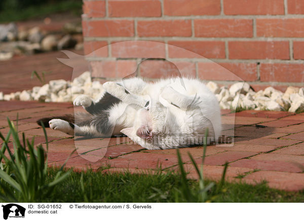 Hauskatze / domestic cat / SG-01652