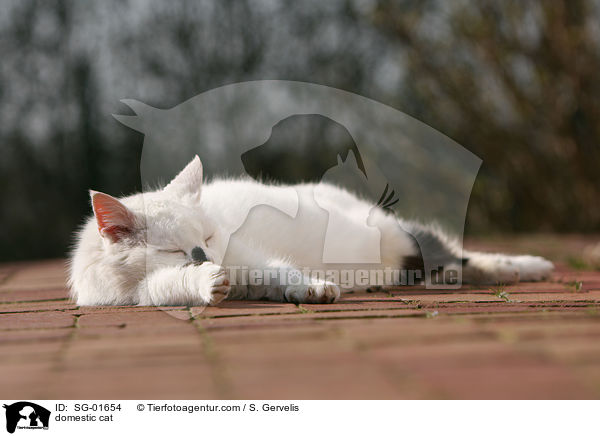Hauskatze / domestic cat / SG-01654