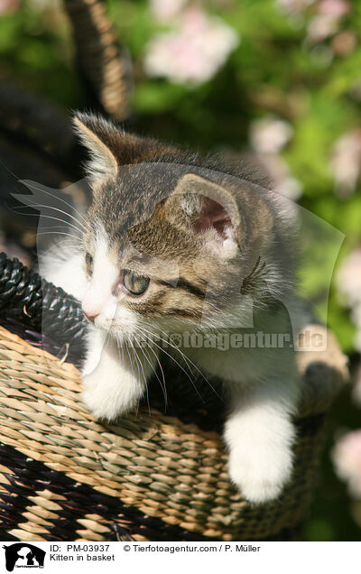 Kitten in basket / PM-03937