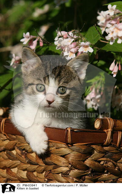 Kitten in basket / PM-03941