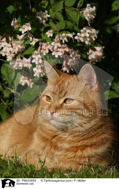 Hausatze / domestic cat / PM-03950