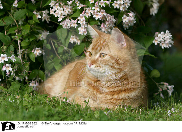 Hausatze / domestic cat / PM-03952