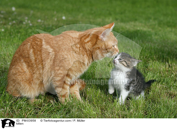Ktzchen / kitten / PM-03958