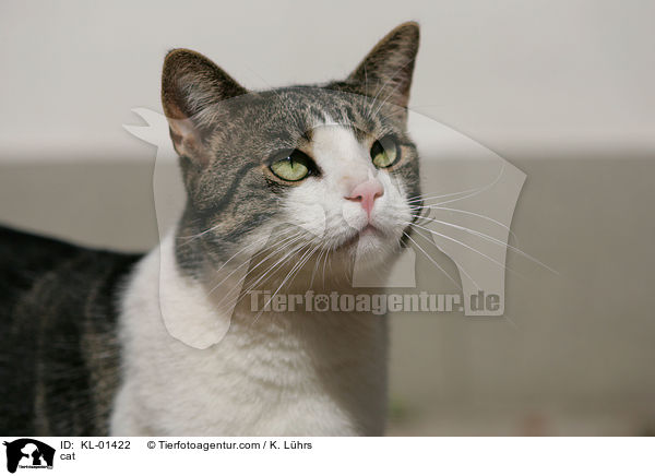 cat / KL-01422