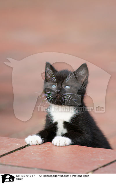 Hausktzchen / kitten / BS-01717