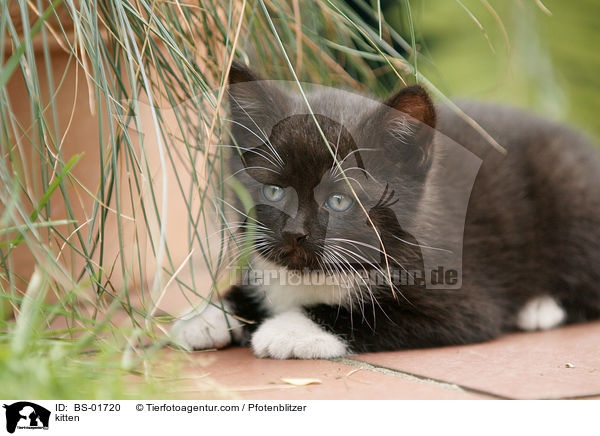 Hausktzchen / kitten / BS-01720