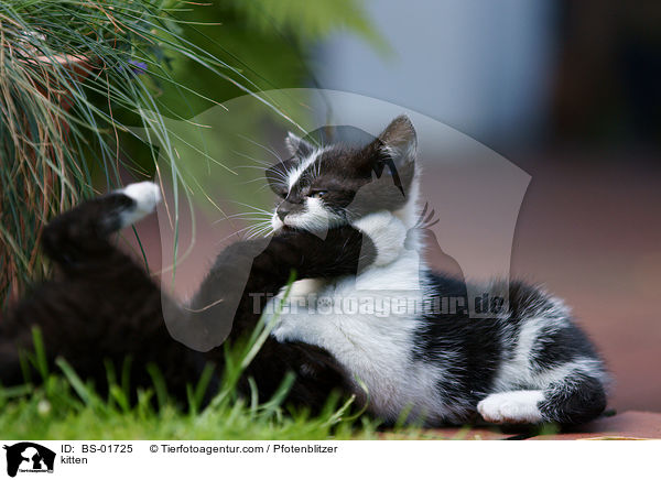 Hausktzchen / kitten / BS-01725