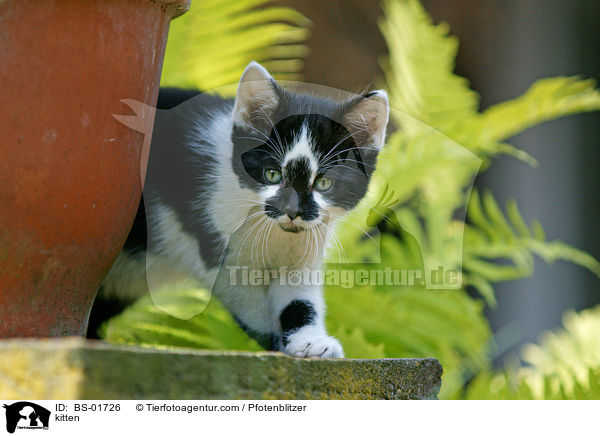 Hausktzchen / kitten / BS-01726