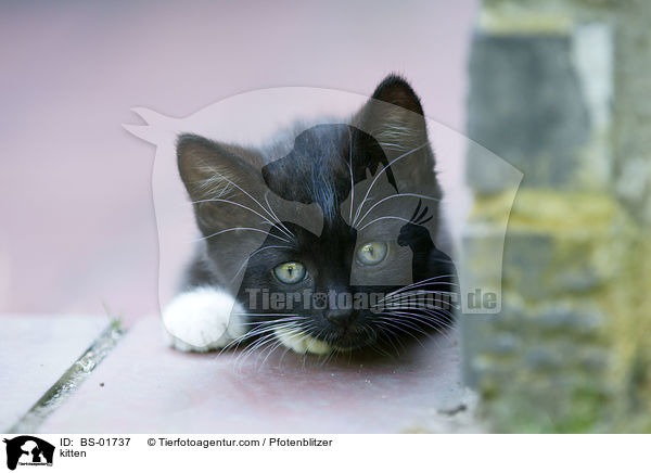 Hausktzchen / kitten / BS-01737