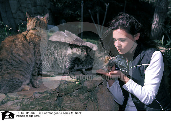 Frau fttert Katzen / woman feeds cats / MS-01266