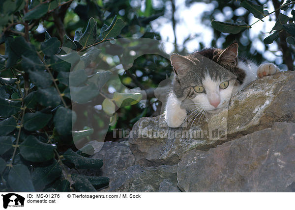 Hauskatze / domestic cat / MS-01276