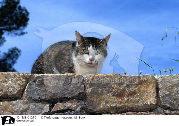 Hauskatze / domestic cat / MS-01279