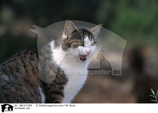 Hauskatze / domestic cat / MS-01285