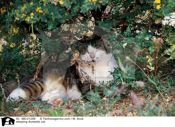 schlafende Hauskatze / sleeping domestic cat / MS-01288
