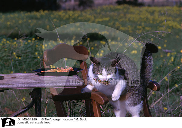 Hauskatze klaut Essen / domestic cat steals food / MS-01289