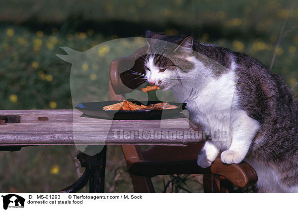 Hauskatze klaut Essen / domestic cat steals food / MS-01293