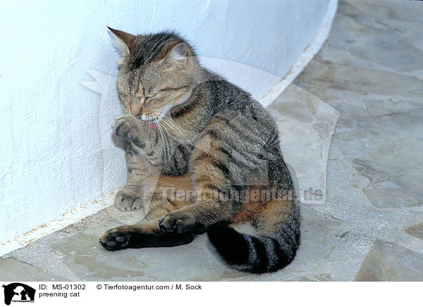 Katze putzt sich / preening cat / MS-01302
