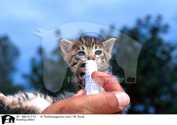 Hausktzchen wird gefttert / feeding kitten / MS-01312