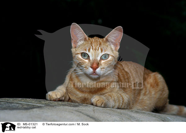 red-tabby cat / MS-01321