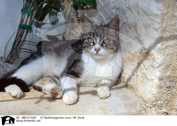 liegende Hauskatze / lying domestic cat / MS-01328