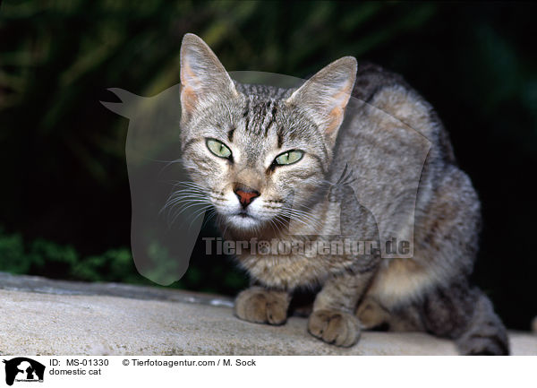 Hauskatze / domestic cat / MS-01330