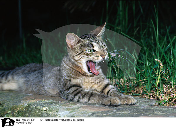 ghnende Katze / yawning cat / MS-01331