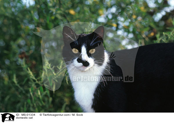 Hauskatze / domestic cat / MS-01334