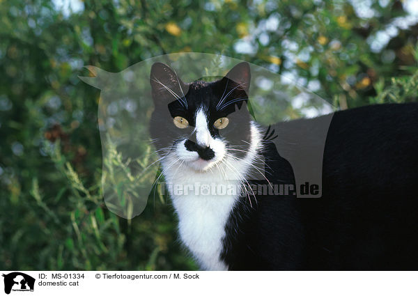 domestic cat / MS-01334