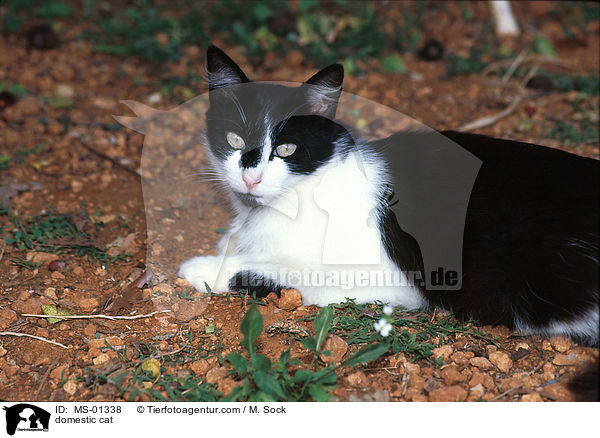 Hauskatze / domestic cat / MS-01338