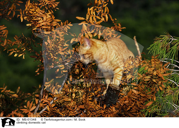 kletternde Hauskatze / climbing domestic cat / MS-01348