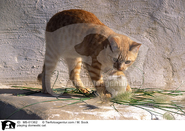 spielende Hauskatze / playing domestic cat / MS-01362