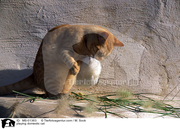 spielende Hauskatze / playing domestic cat / MS-01363