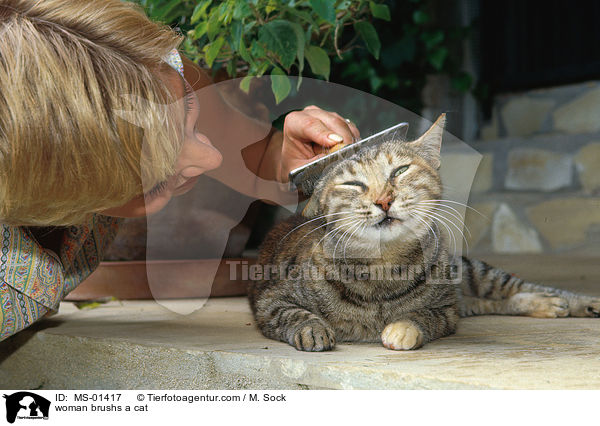 woman brushs a cat / MS-01417