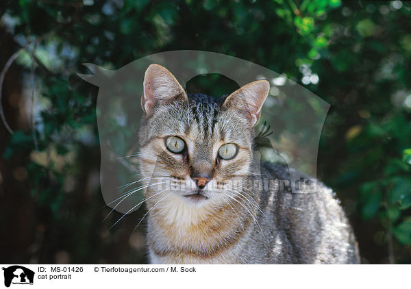 Katze Portrait / cat portrait / MS-01426