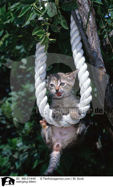 schaukelndes Hausktzchen / swinging kitten / MS-01446
