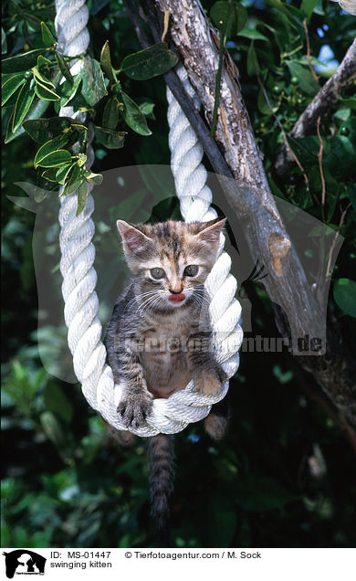 schaukelndes Hausktzchen / swinging kitten / MS-01447