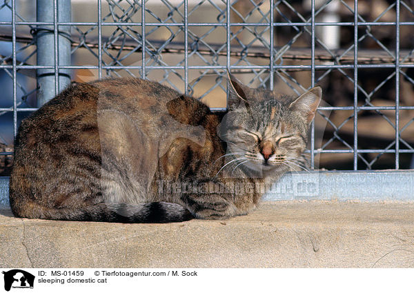schlafende Hauskatze / sleeping domestic cat / MS-01459