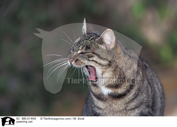 ghnende Katze / yawning cat / MS-01469