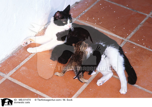 Hauskatzen / domestic cats / MS-01470
