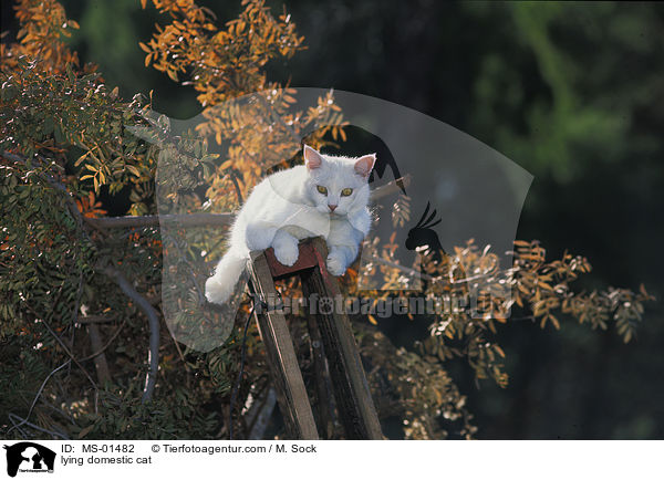 liegende Hauskatze / lying domestic cat / MS-01482
