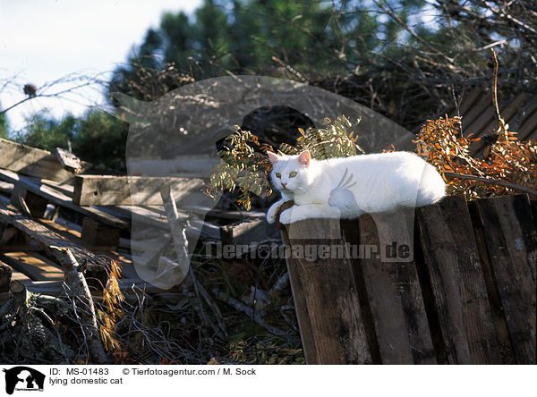 liegende Hauskatze / lying domestic cat / MS-01483