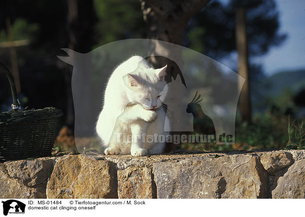 Hauskatze putzt sich / domestic cat clinging oneself / MS-01484
