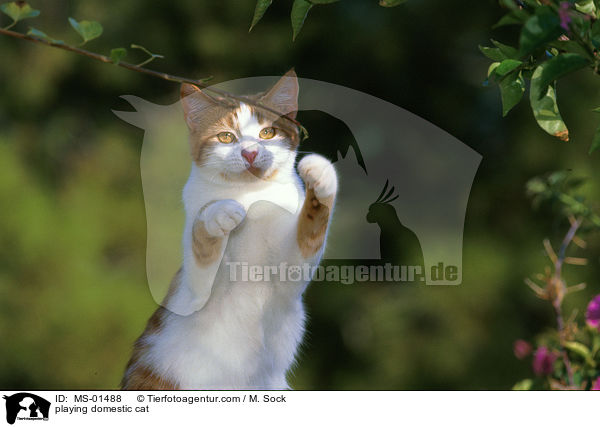 spielende Hauskatze / playing domestic cat / MS-01488